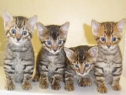 Jenis Jenis Kucing Di Dunia Kaskus