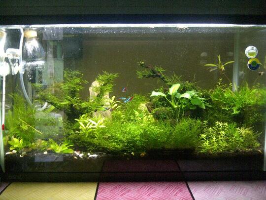 Balasan Dari Jual Tanaman Aquascape Tank Penuh Kaskus