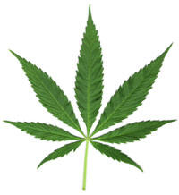 SETUJUKAH ANDA DENGAN LEGALISASI GANJA DI INDONESIA???