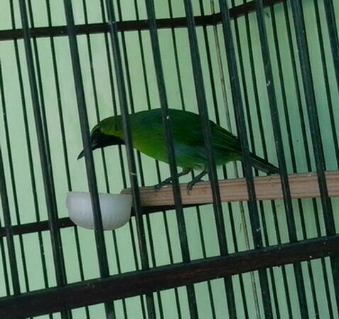 66 Gambar Burung Ijo Mini HD Terbaik