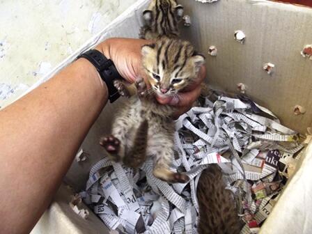 Anak kucing belang dan burung hantu clepuk anak