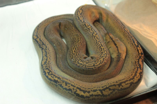 for sale retic golden child