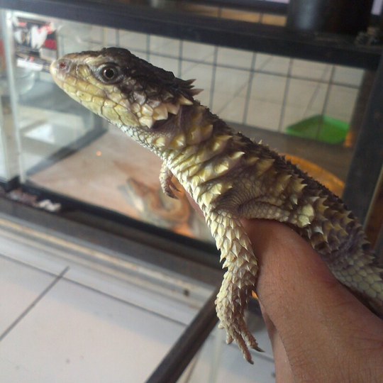 for sale sungazer lizard