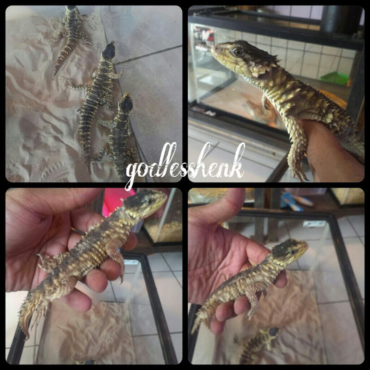 for sale sungazer lizard