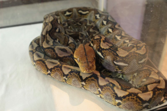 retic palopo