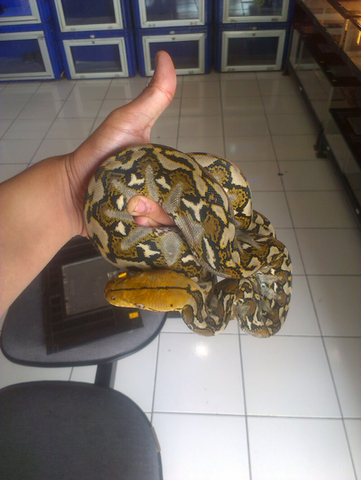 retic palopo