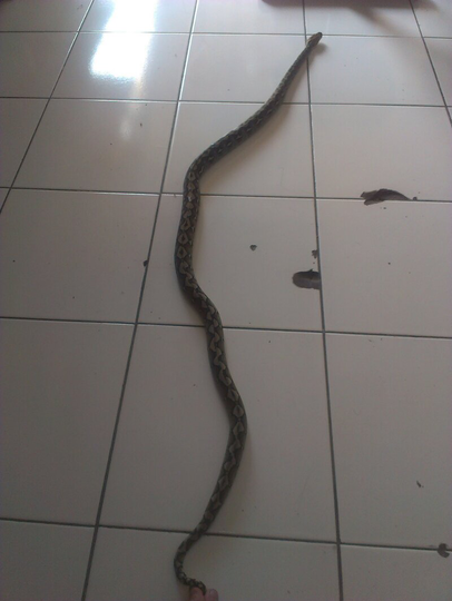 retic palopo