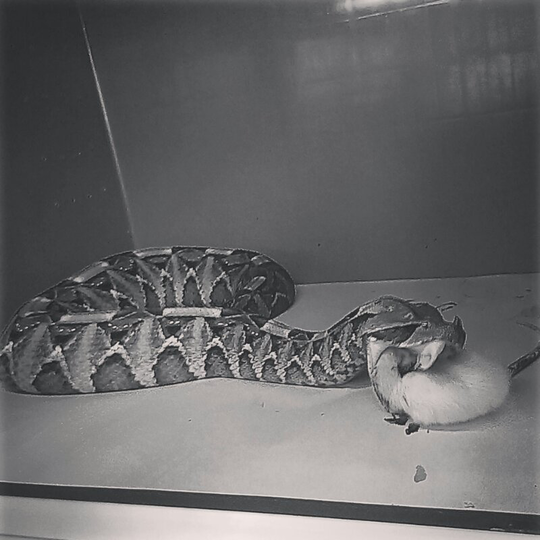 sale ball python female cb