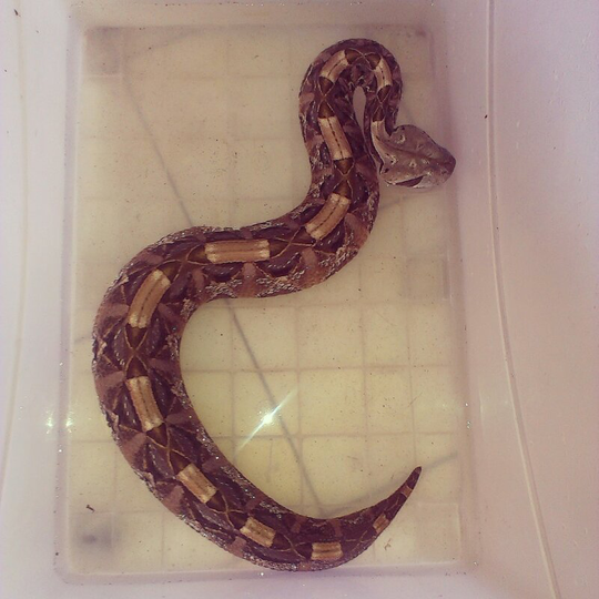 viper bitis gabonica
