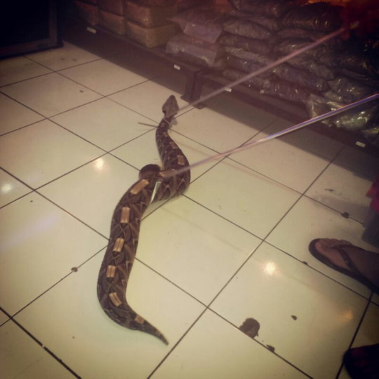 viper bitis gabonica