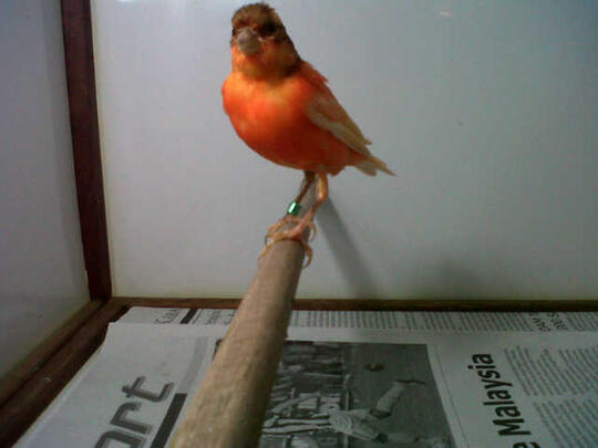 Terjual Jual Burung Kenari Bon Merah Bandung Kaskus