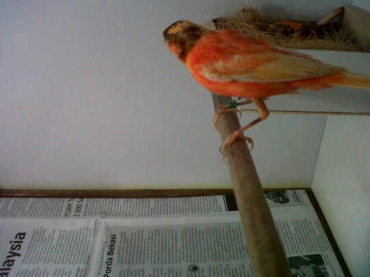 Terjual Jual Burung Kenari Bon Merah Bandung Kaskus