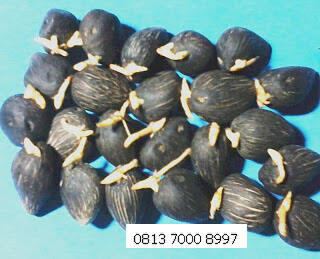 Jual Bibit Sawit