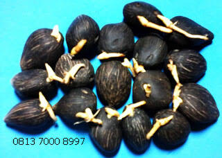 Jual Bibit Sawit