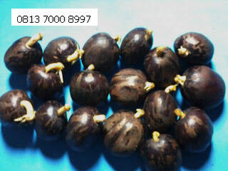 Jual Bibit Karet Klon PB260