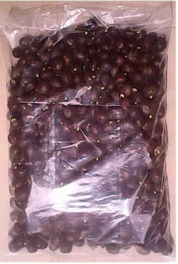 Jual Bibit Karet Klon PB260