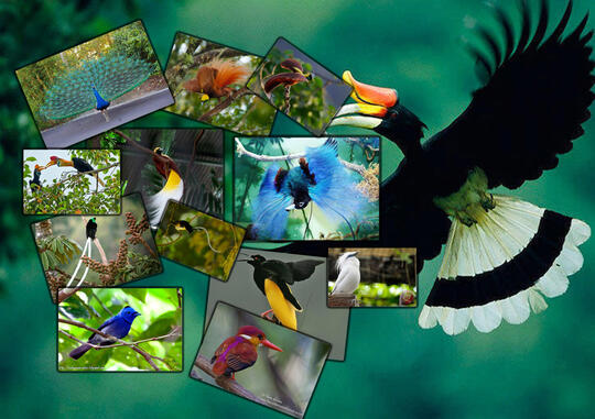 Jenis Burung Langka Dan Sangat Indah Ini Berasal Dari Indonesia