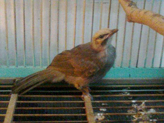 Terjual Jual Sepasang Anakan Burung Cucakrowo Kaskus