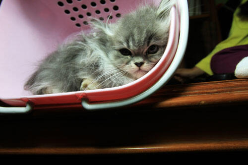kitten persia (Bandung)