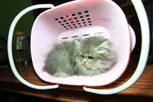 kitten persia (Bandung)