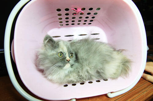 kitten persia (Bandung)