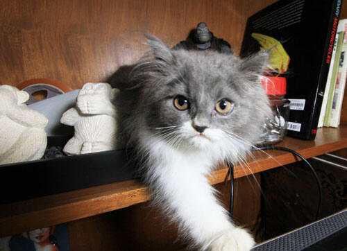 kitten persia (Bandung)