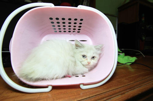 kitten persia (Bandung)