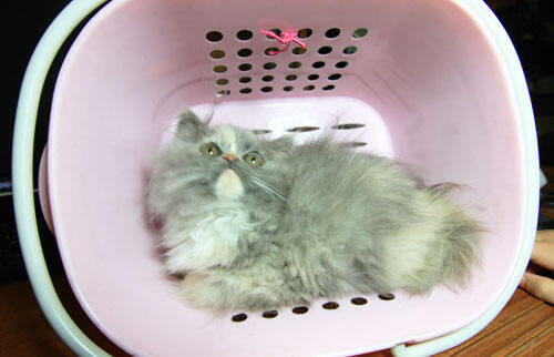 kitten persia (Bandung)