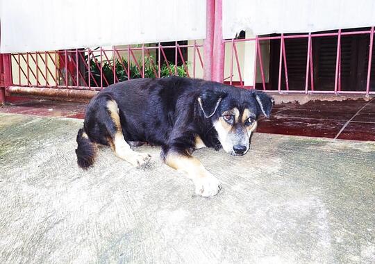 Kisah Anjing Yg Mengharukan Asal Indonesia Setia Menunggu Majikan