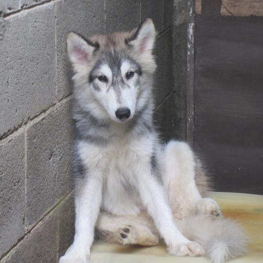 Terjual Jual Anjing Siberian Hasky Umur Jalan 5 Bulan Kaskus