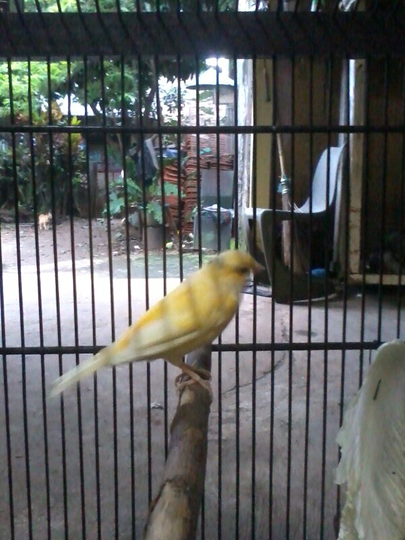 Terjual Di Jual Burung Kenari Af Kaskus