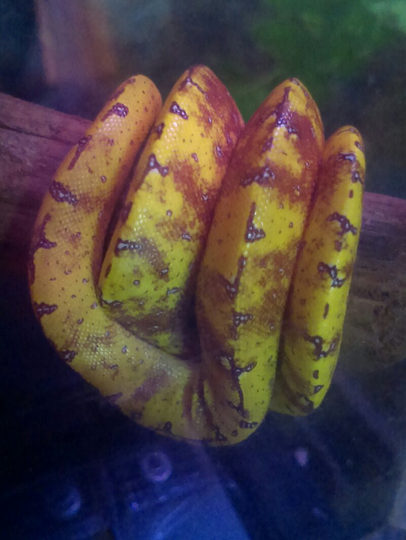 gtp colector item baby