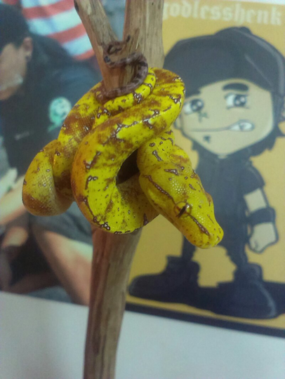 gtp colector item baby