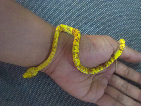 gtp colector item baby