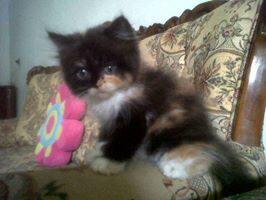 Terjual Jual Kitten Kucing Persia Flatnose Calico Belang Telon Kaskus