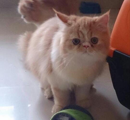 Terjual Kitten Anak Kucing Persia Peaknose Red Tabby Murah 3 5 Bulan Kaskus