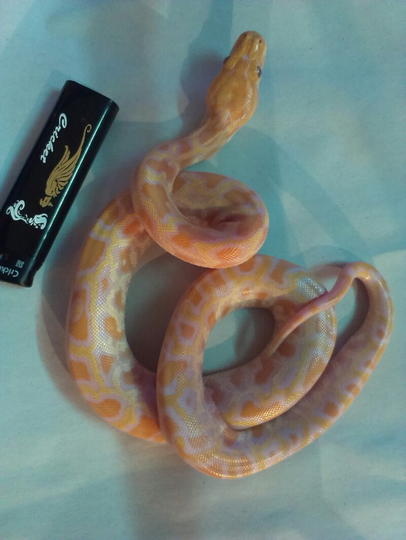 for sale molurus albino baby (bandung)