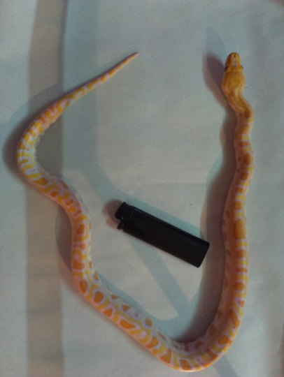 for sale molurus albino baby (bandung)