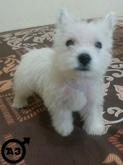Terjual Dijual Anak Anjing Puppies Westie West Highland Terrier