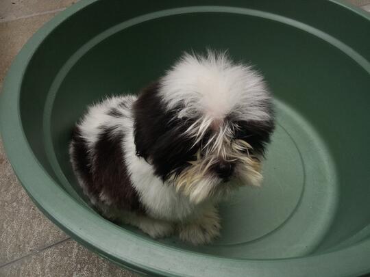 Terjual Dijual Anjing Shih Tzu Jantan Umur 3 Bulan Stambum