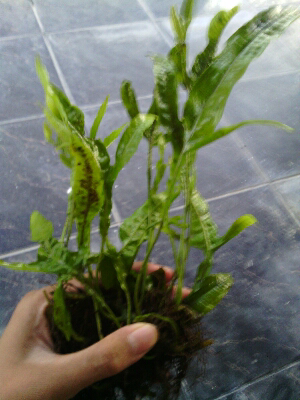 Terjual Wts Tanaman Air Kadaka Java Fern Untuk Aquascape Kaskus