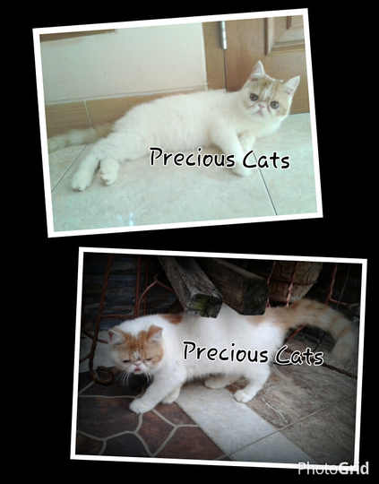 Pekenose Exotic Jantan PED ICA Lo