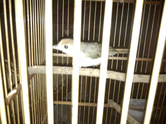 Burung Prenjak Gunung Kaskus