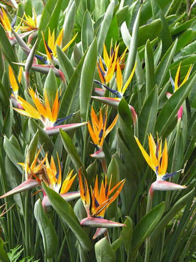 Strelitzia Reginae Tanaman Burung Surga Kaskus