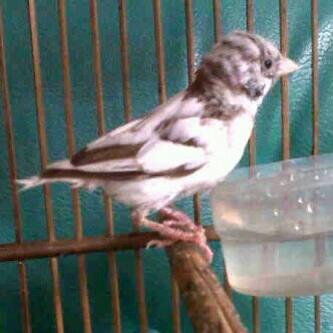 Terjual Burung Gereja Antik Paruh Putih Langka Kaskus