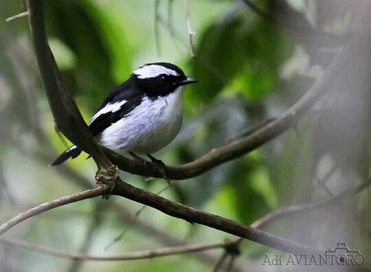 Burung Sikatan Belang Kaskus