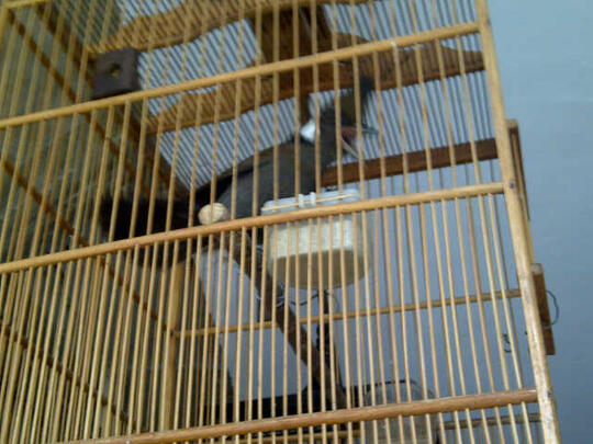 Terjual Burung Cililin Coklat Gacor Udah Voer Total Kaskus