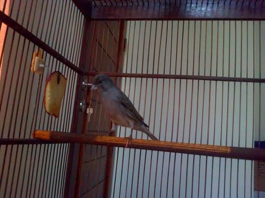 Terjual Wts Burung Kenari Lokal Starblue Gacor Kandang Ebod No 1