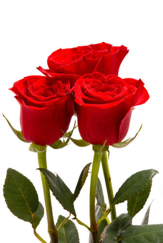 Manfaat Dan Kegunaan Bunga Mawar Kaskus