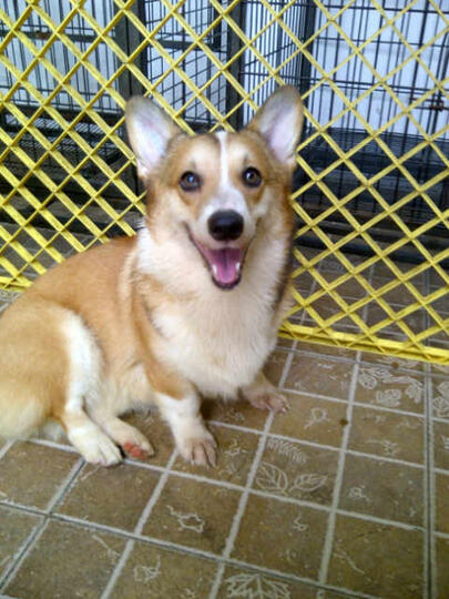 Terjual Jual Cepat Anjing Jenis Corgi 2 Ekor Umur 1 Tahun Kaskus